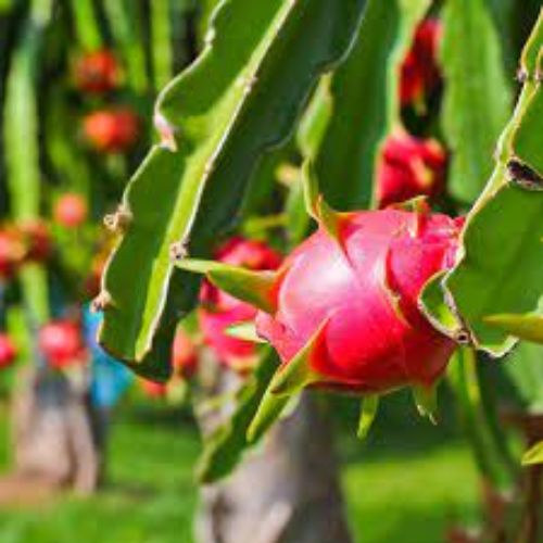 Dragon Fruit Plant Manufacturer & Supplier in India